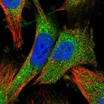 ZNF268 Antibody in Immunocytochemistry (ICC/IF)