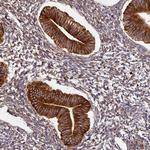 ZNF268 Antibody in Immunohistochemistry (Paraffin) (IHC (P))