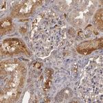 Complement Factor B Antibody in Immunohistochemistry (Paraffin) (IHC (P))