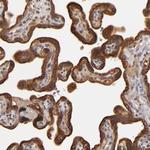 Complement Factor B Antibody in Immunohistochemistry (Paraffin) (IHC (P))