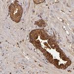 Complement Factor B Antibody in Immunohistochemistry (Paraffin) (IHC (P))