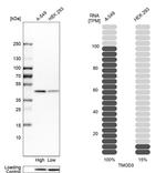 TMOD3 Antibody in Western Blot (WB)