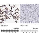 PRX Antibody