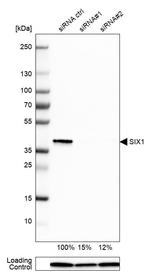 SIX1 Antibody in Western Blot (WB)