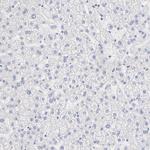 FARSA Antibody in Immunohistochemistry (Paraffin) (IHC (P))