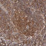 FARSA Antibody in Immunohistochemistry (Paraffin) (IHC (P))