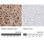 FARSA Antibody