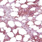 NFE2 Antibody in Immunohistochemistry (IHC)