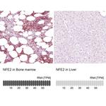 NFE2 Antibody