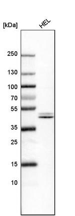 NFE2 Antibody in Western Blot (WB)