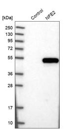 NFE2 Antibody in Western Blot (WB)