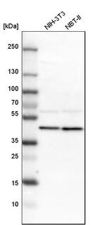 ERLIN2 Antibody in Western Blot (WB)