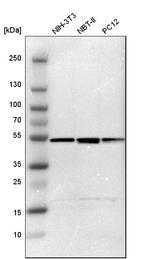 PSMC4 Antibody in Western Blot (WB)