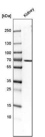 TCF2 Antibody in Western Blot (WB)