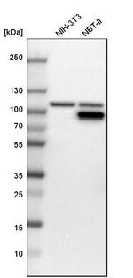 GART Antibody in Western Blot (WB)