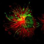 LONP1 Antibody in Immunocytochemistry (ICC/IF)