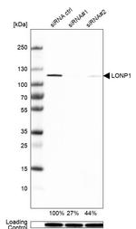 LONP1 Antibody in Western Blot (WB)