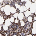 NCF2 Antibody in Immunohistochemistry (Paraffin) (IHC (P))