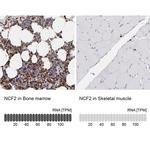 NCF2 Antibody in Immunohistochemistry (IHC)