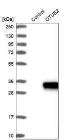 OTUB2 Antibody in Western Blot (WB)