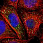 BTG2 Antibody in Immunocytochemistry (ICC/IF)