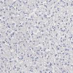 BTG2 Antibody in Immunohistochemistry (Paraffin) (IHC (P))