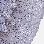 ERH Antibody in Immunohistochemistry (Paraffin) (IHC (P))