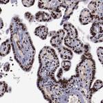 ERH Antibody in Immunohistochemistry (Paraffin) (IHC (P))