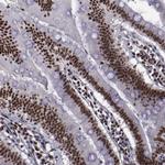 ERH Antibody in Immunohistochemistry (Paraffin) (IHC (P))