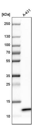 ERH Antibody in Western Blot (WB)