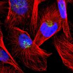 TRIP230 Antibody in Immunocytochemistry (ICC/IF)