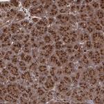 TRIP230 Antibody in Immunohistochemistry (Paraffin) (IHC (P))