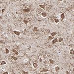 SLC22A17 Antibody in Immunohistochemistry (Paraffin) (IHC (P))