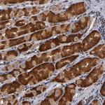 ALG13 Antibody in Immunohistochemistry (Paraffin) (IHC (P))