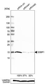 SSBP1 Antibody in Western Blot (WB)