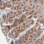 FBXO8 Antibody in Immunohistochemistry (Paraffin) (IHC (P))