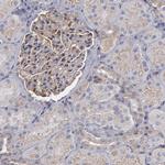 NDRG2 Antibody in Immunohistochemistry (Paraffin) (IHC (P))