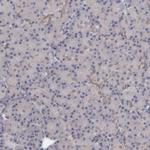 NDRG2 Antibody in Immunohistochemistry (Paraffin) (IHC (P))