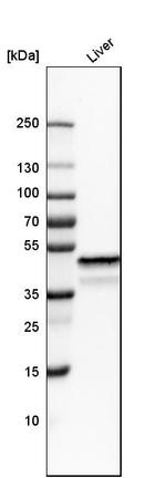 NDRG2 Antibody in Western Blot (WB)