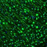 GMFB Antibody in Immunohistochemistry (Paraffin) (IHC (P))