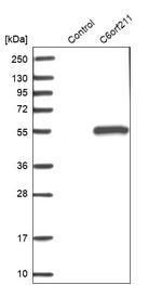 C6orf211 Antibody in Western Blot (WB)