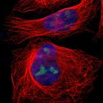 eIF3l Antibody in Immunocytochemistry (ICC/IF)