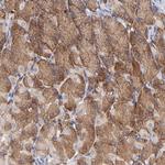 eIF3l Antibody in Immunohistochemistry (Paraffin) (IHC (P))