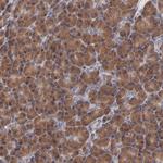 BAIAP2L2 Antibody in Immunohistochemistry (Paraffin) (IHC (P))