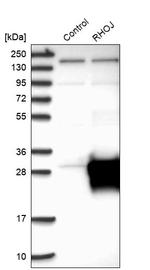 RhoJ Antibody in Western Blot (WB)