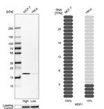 MDP1 Antibody in Western Blot (WB)