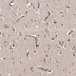 GTPBP1 Antibody in Immunohistochemistry (Paraffin) (IHC (P))