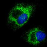 KTN1 Antibody in Immunocytochemistry (ICC/IF)