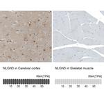 NLGN3 Antibody in Immunohistochemistry (IHC)