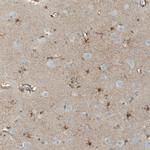 NLGN3 Antibody in Immunohistochemistry (IHC)